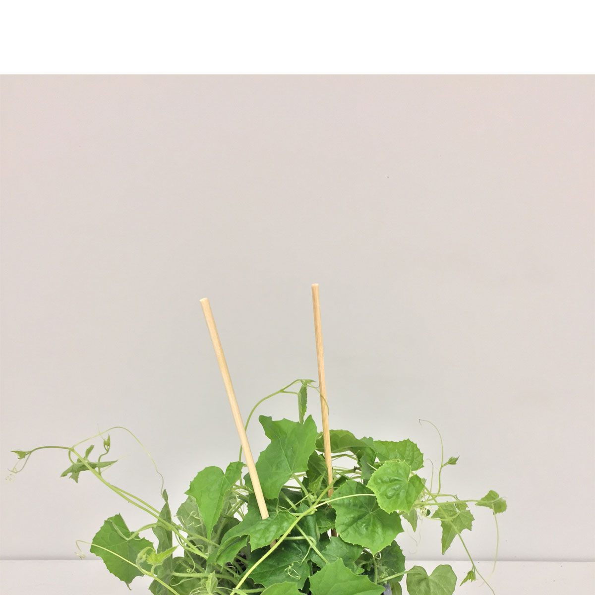 Plantiflor  Gourmet Gurken Oliven T11 Plantiflor  Gourmet Gurken Oliven T11