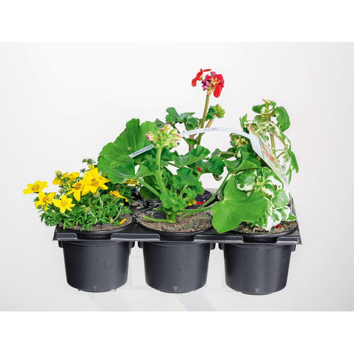 Plantiflor  Bunter Balkonkasten Tradition 6er-Pack Bild 4