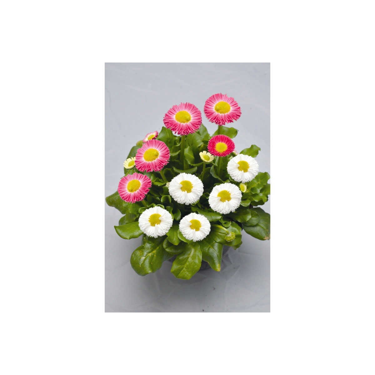 Plantiflor  Gänseblümchen Trio Topf Durchmesser 13 cm