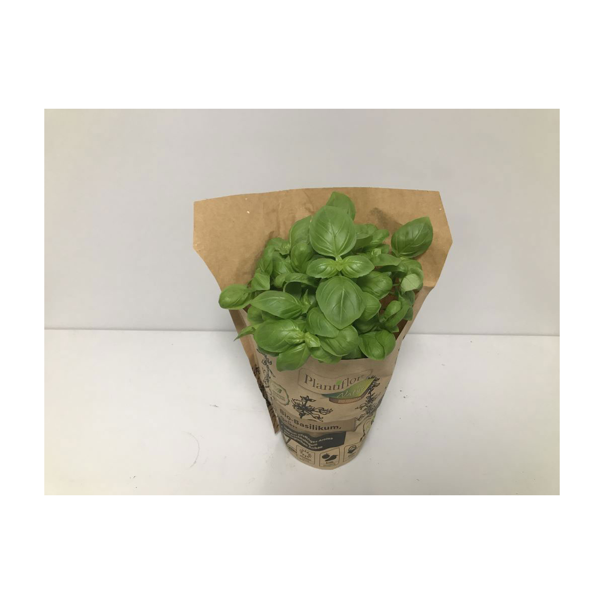 Plantiflor Bio-Basilikum T12