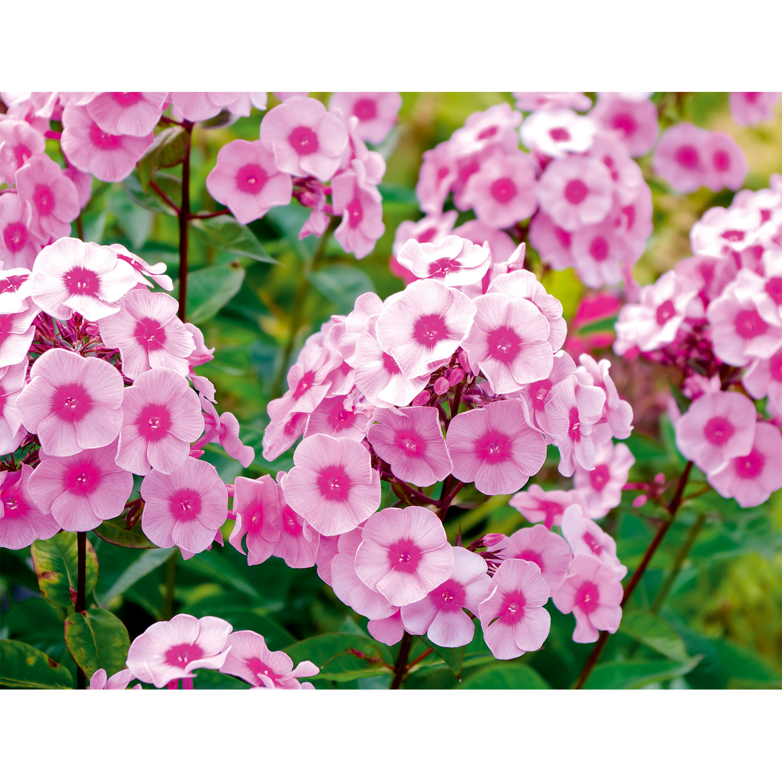 Plantiflor Hohe Flammenblume Topf- Durchmesser 19 cm Bild 2