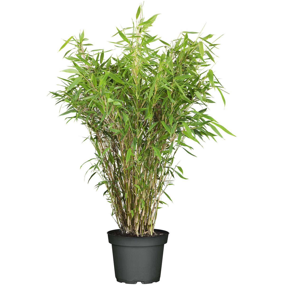 Plantiflor  Gartenbambus Fargesia Schirmbambus Topf Durchmesser 23 cm