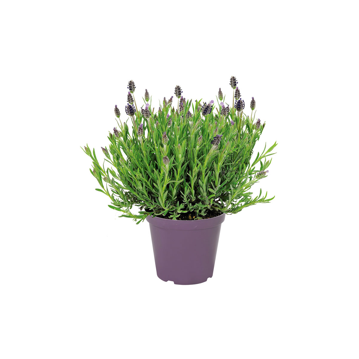 Plantiflor  Schopf-Lavendel Topf- Durchmesser 14 cm