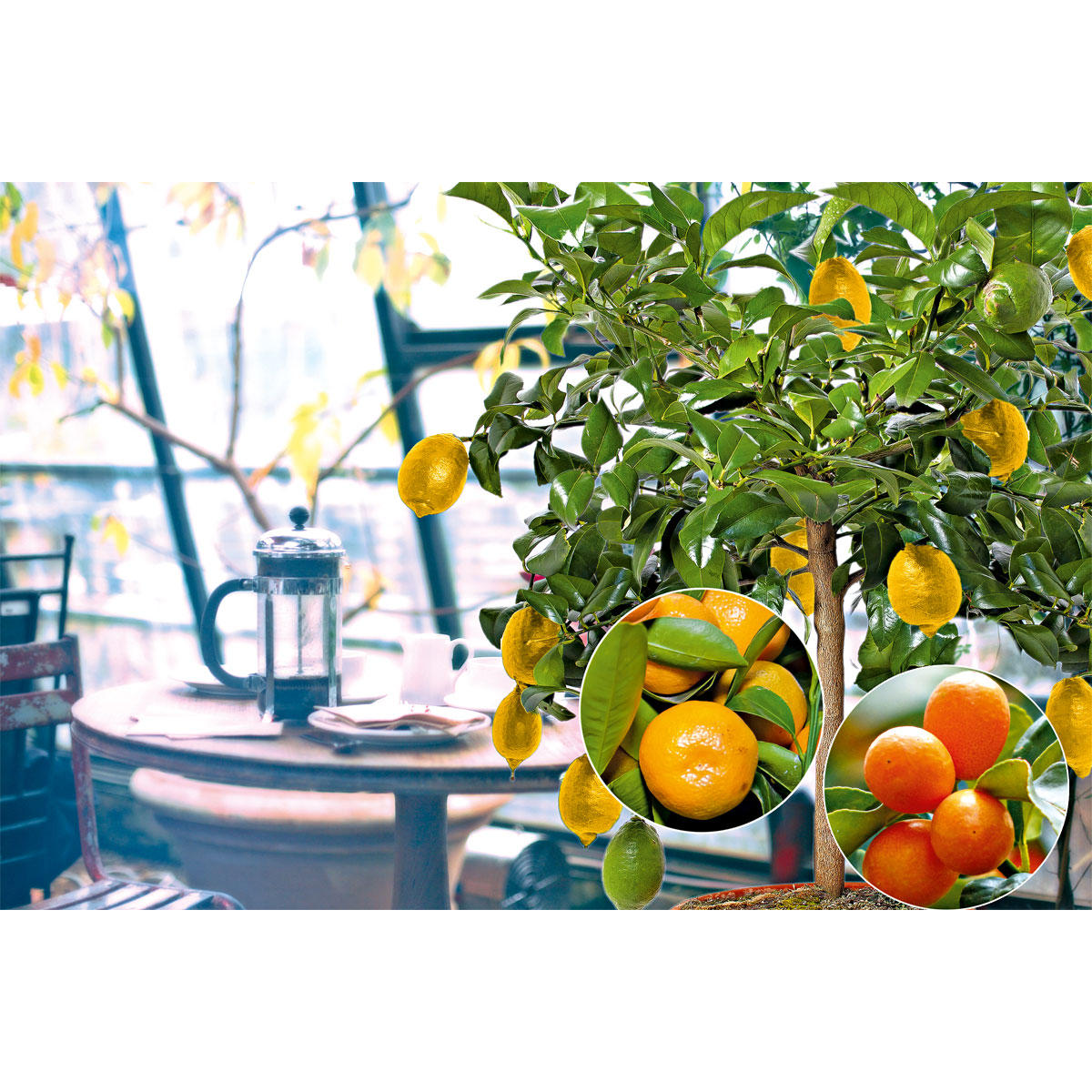 Plantiflor  Citrus-Ministamm Topf Durchmesser 20 cm 70-80 cm Bild 5