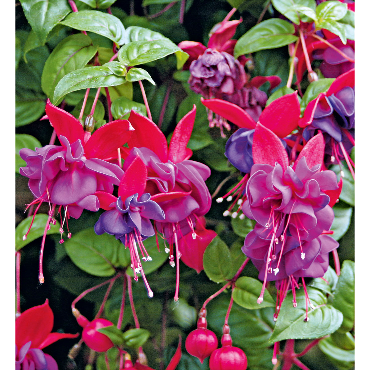 Plantiflor  Fuchsie stehend Topf Durchmesser 12 cm Bild 3