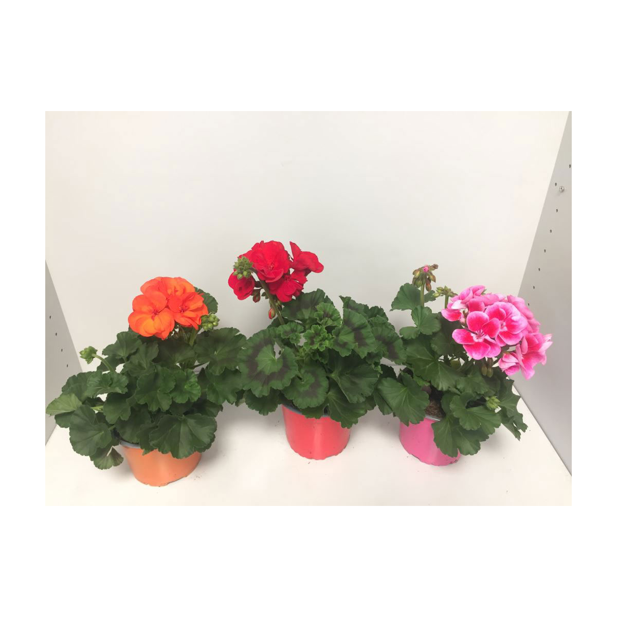 Plantiflor  Geranie stehend Sondersorten T13