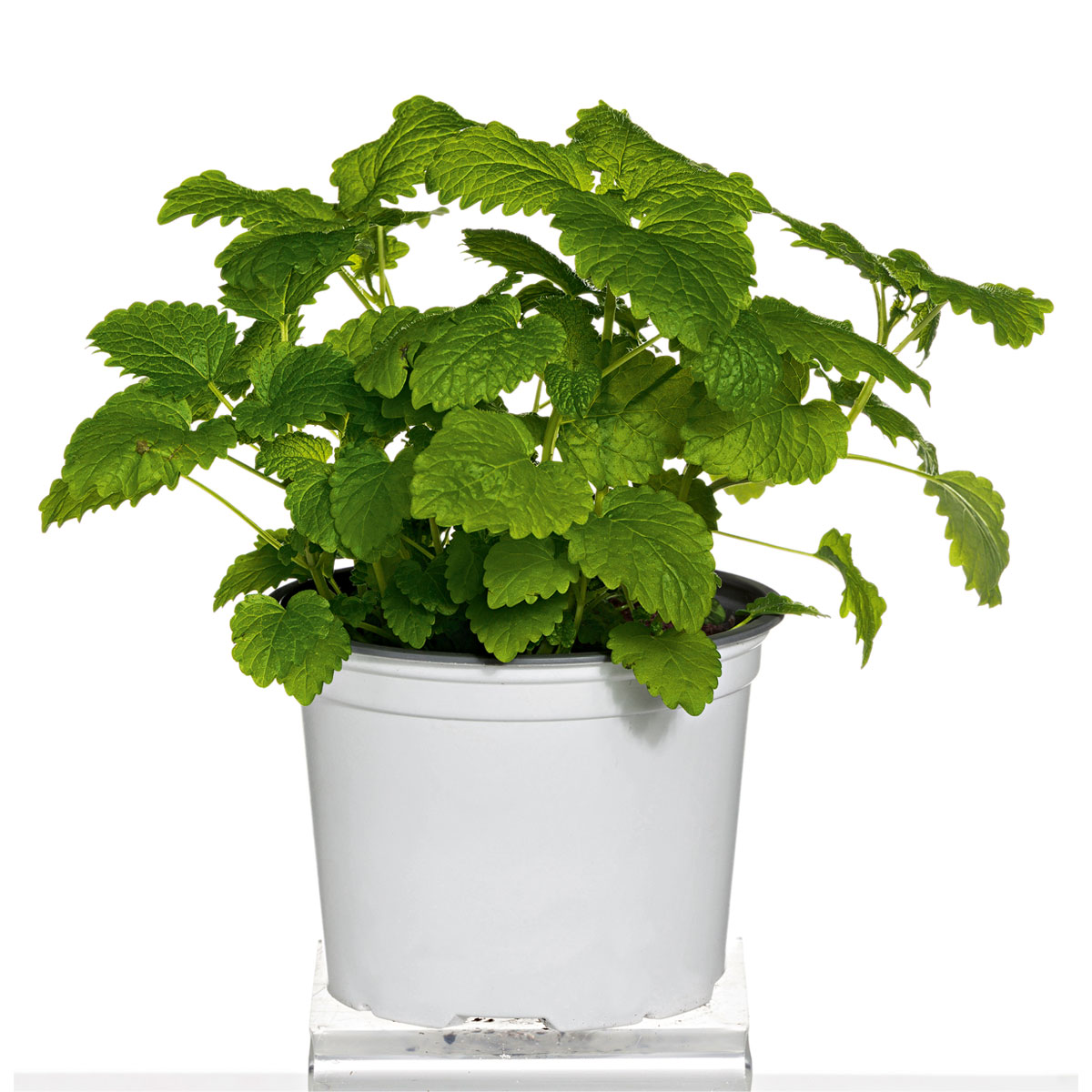 Plantiflor  Gourmetkräuter Melisse im Topf Durchmesser 12 cm Bild 2