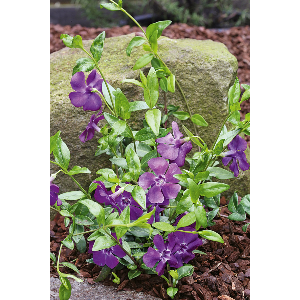 Plantiflor  Immergrün Topf Dm 9,5 cm Bild 3