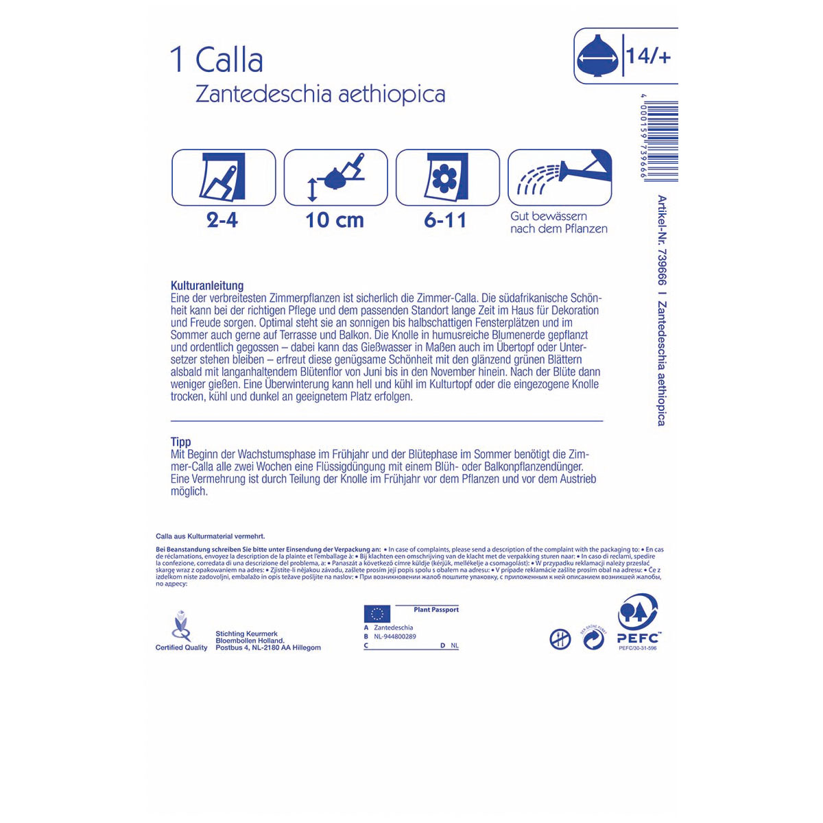 Kiepenkerl Calla Calgary Größe 14+ 1 Stück Bild 2