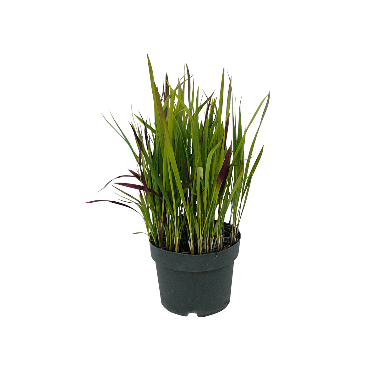 Plantiflor  Japanisches Blutgras Red Baron Topf Durchmesser 19 cm