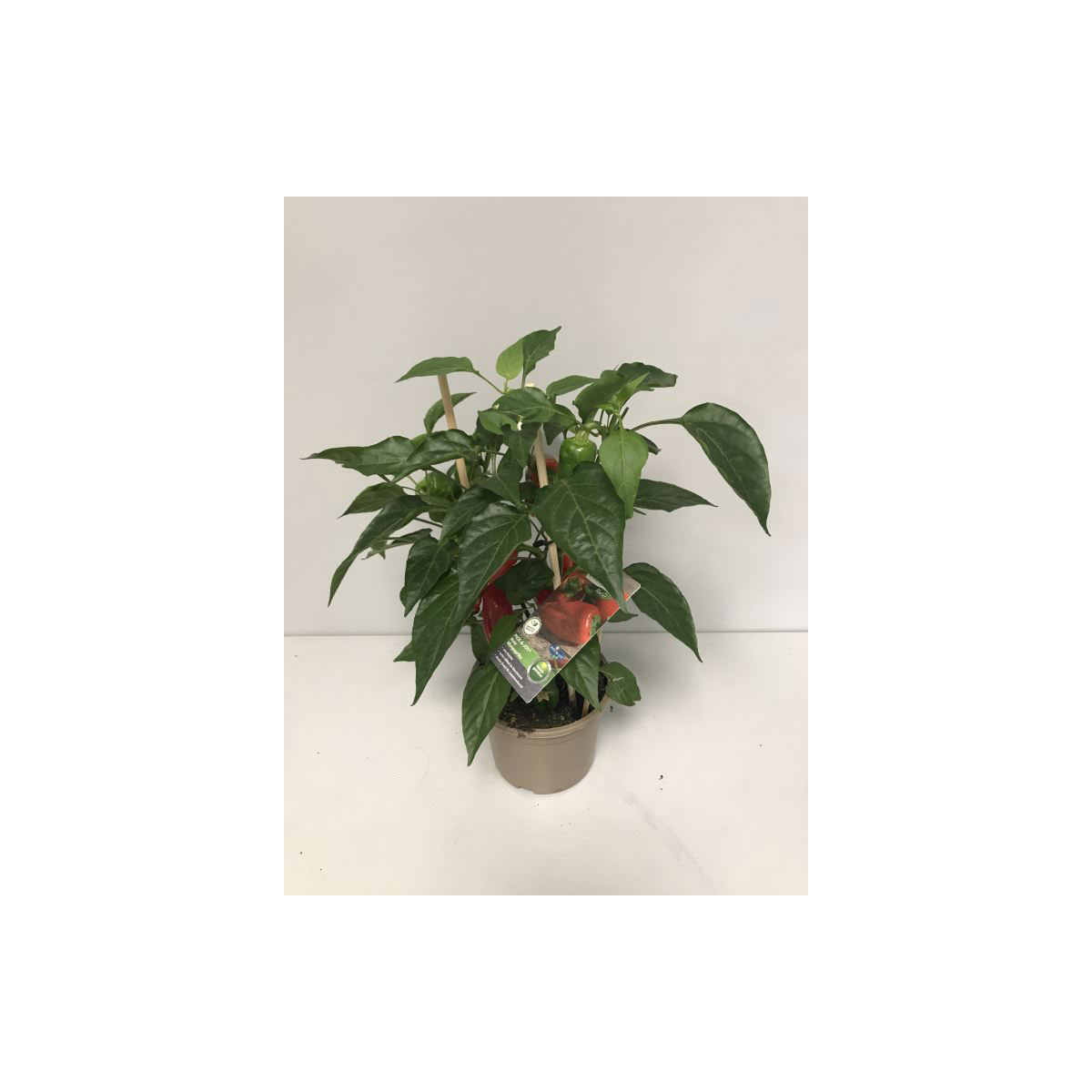 Plantiflor  Rote Mini-Paprika Pick-a-Pep T14