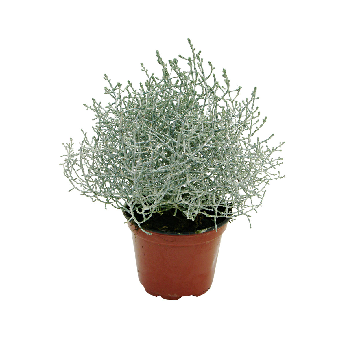 Plantiflor Silberkörbchen Topf Durchmesser 10,5 cm