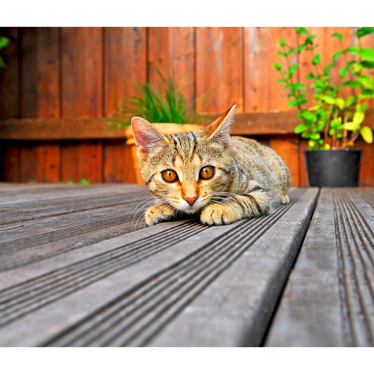 Rettenmeier Bodendiele Kiefer 300 x 14,5 x 2,8 cm Bild 6