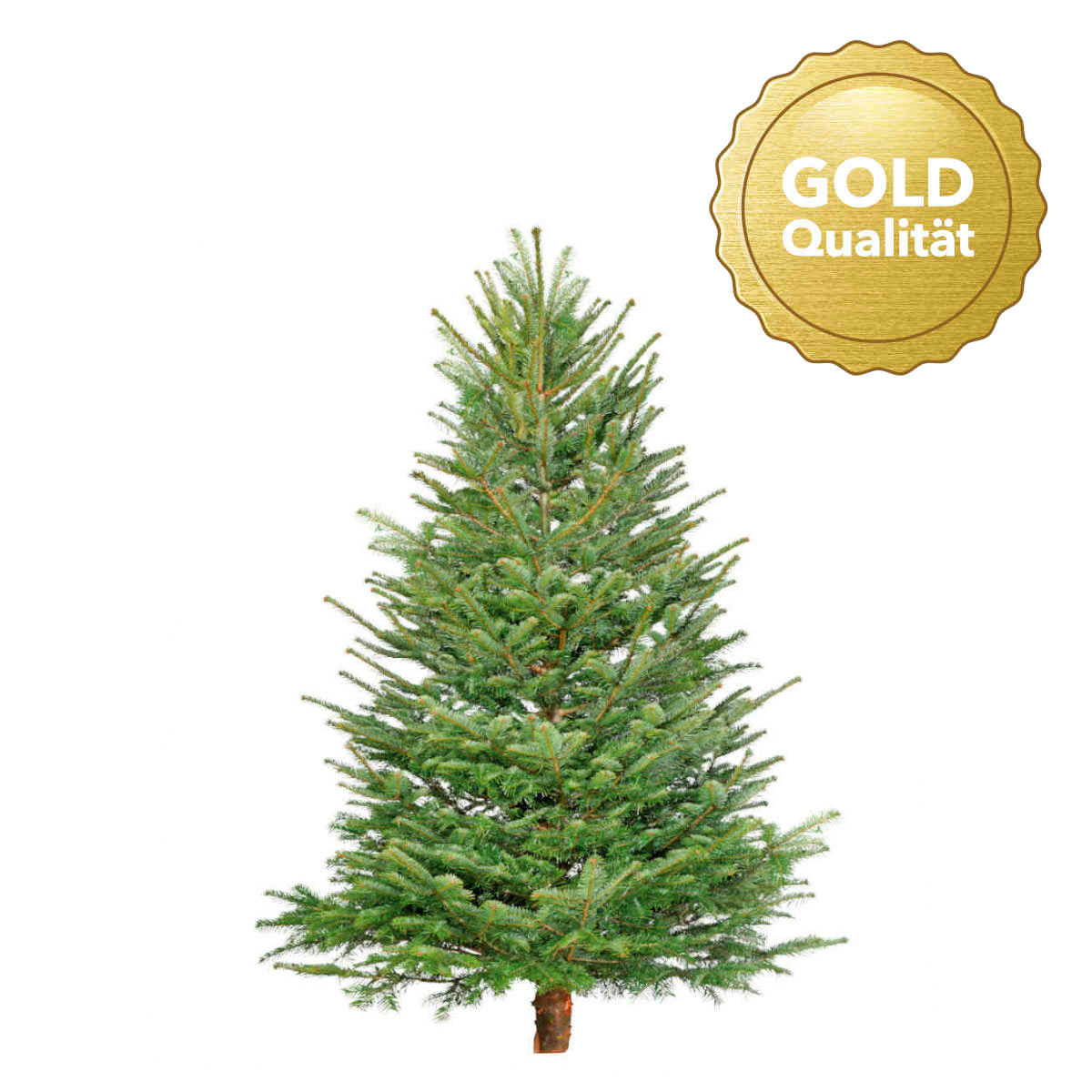 Geschlagene Weihnachtsbäume