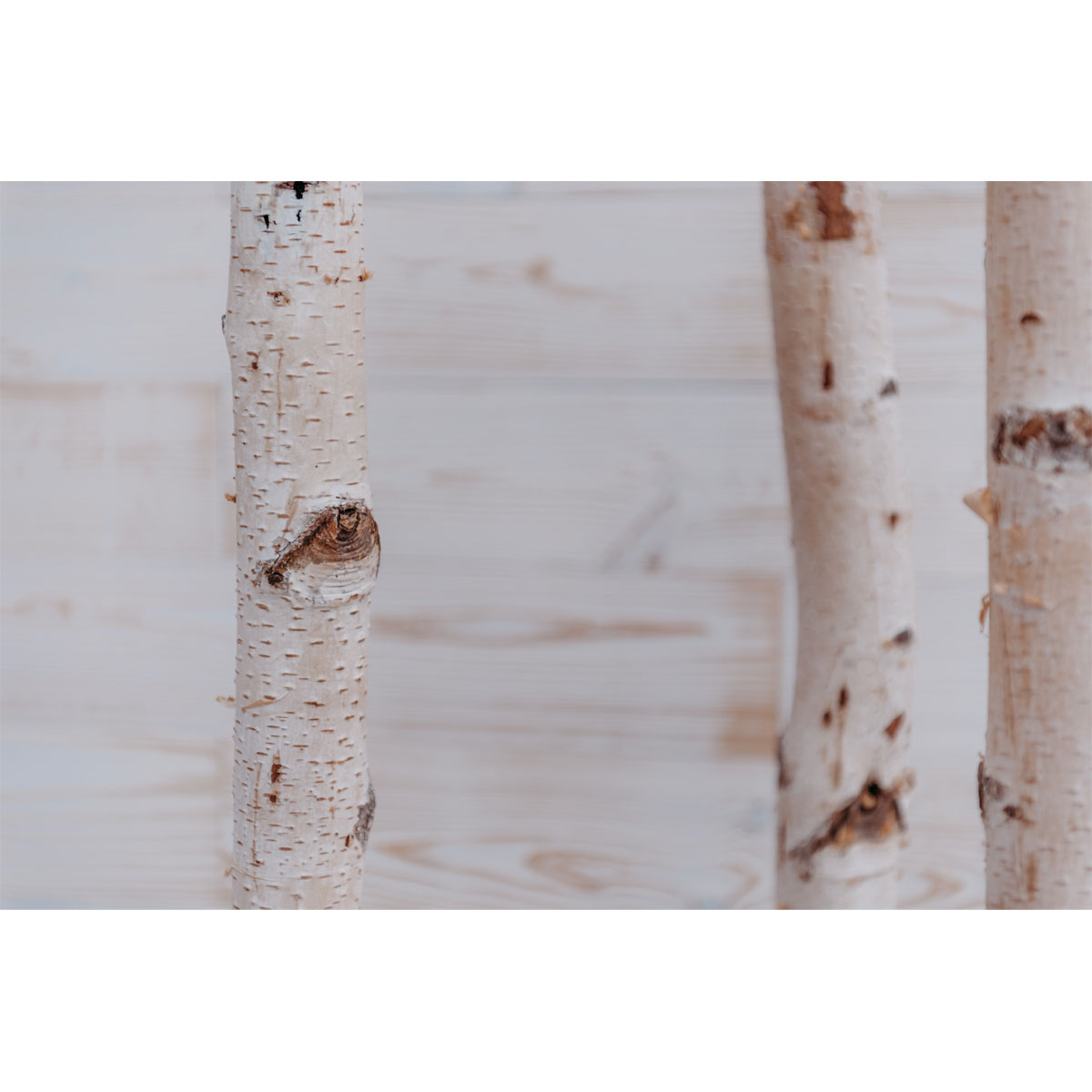 Birkenstamm 180 cm Durchmesser 2-4 cm Bild 2