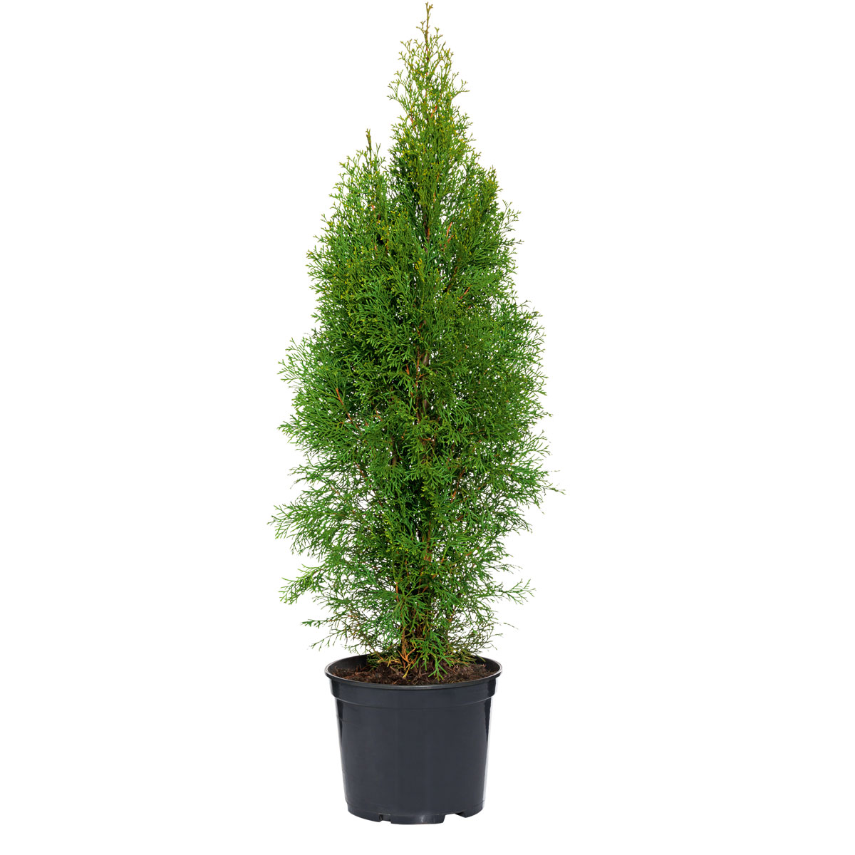 Plantiflor Lebensbaum Smaragd Topf- Durchmesser ca 23 cm