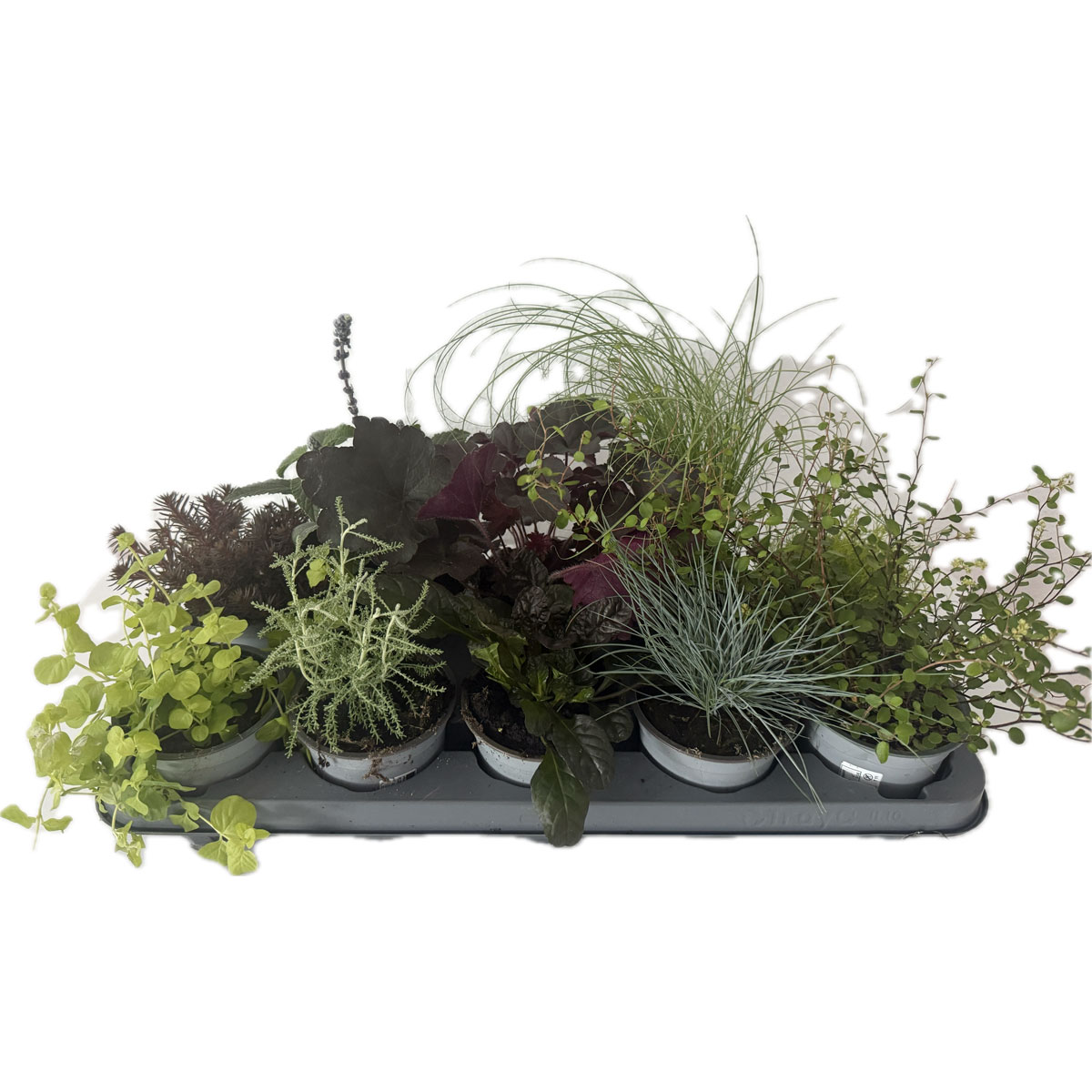 Plantiflor  Herbstzauber verschiedene Sorten Topf Durchmesser 11 cm