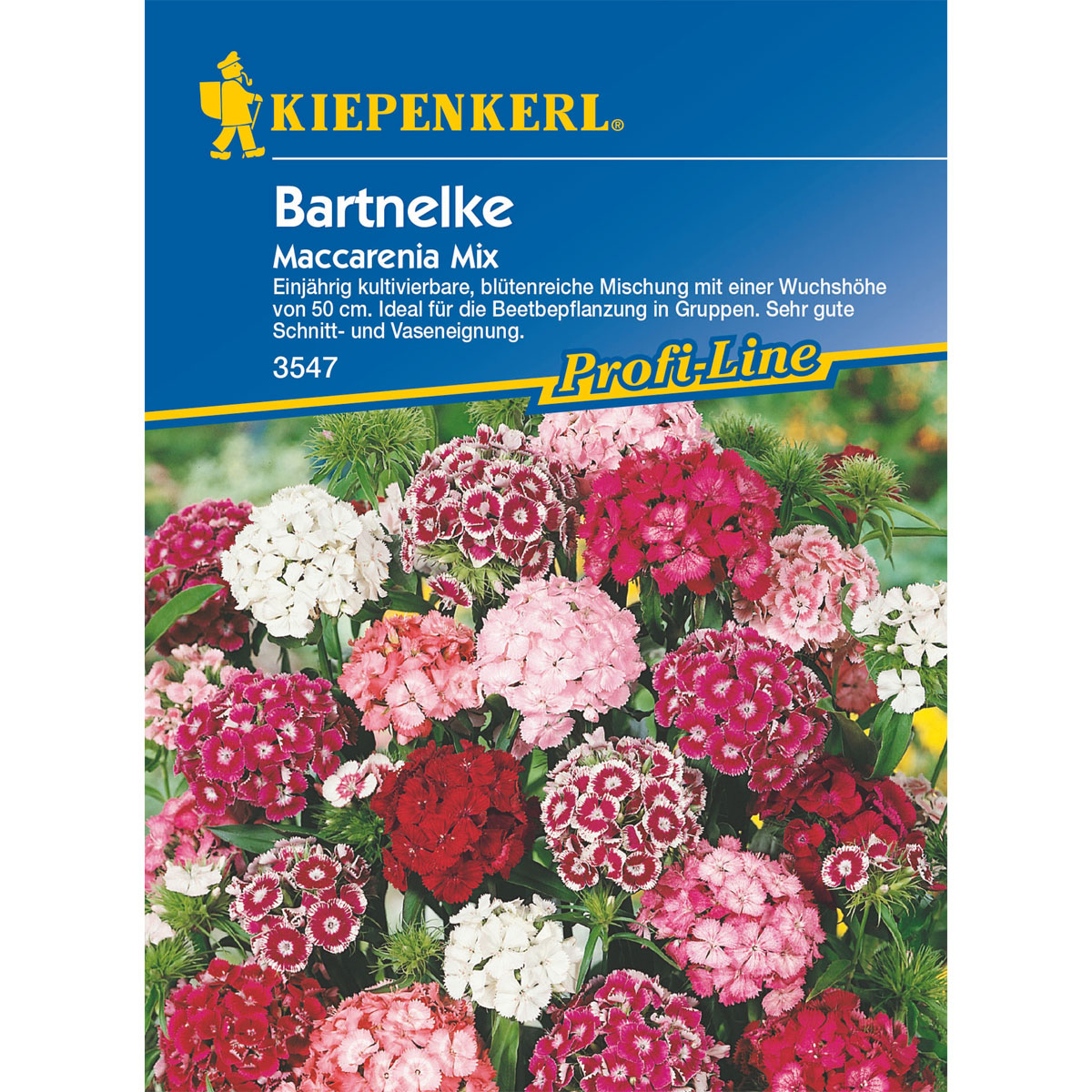Kiepenkerl Bartnelke Maccarenia Mix Bild 1
