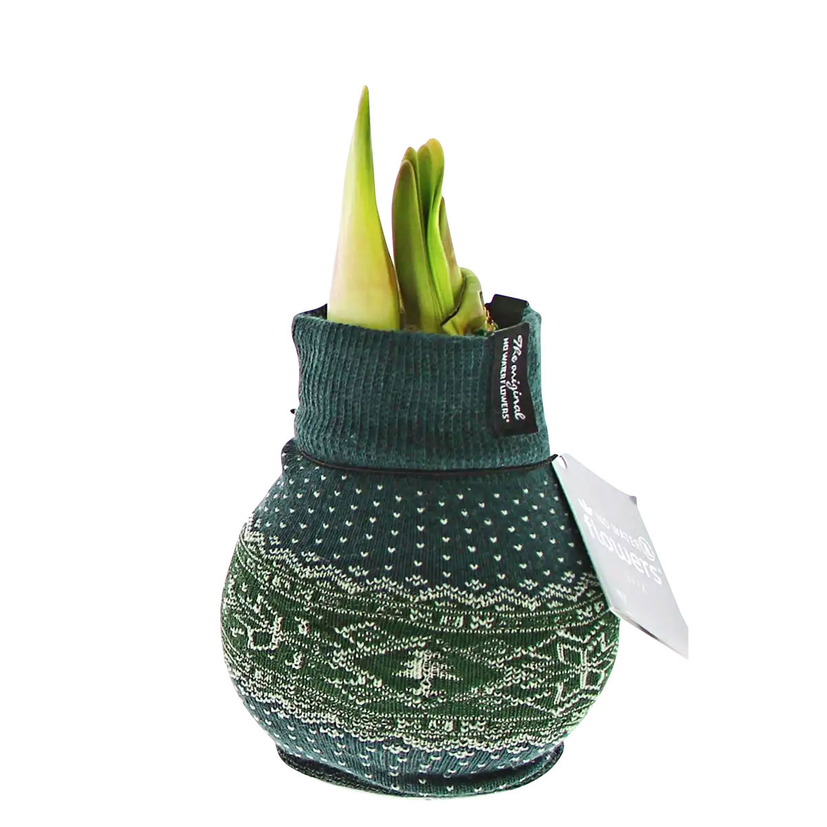 Plantiflor  Amaryllis mit Socke gewachst ca 32 cm Bild 3