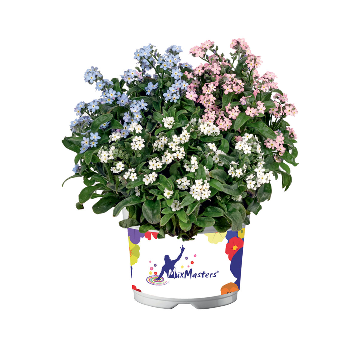 Vergissmeinnicht Trio Topf Durchmesser 13 cm