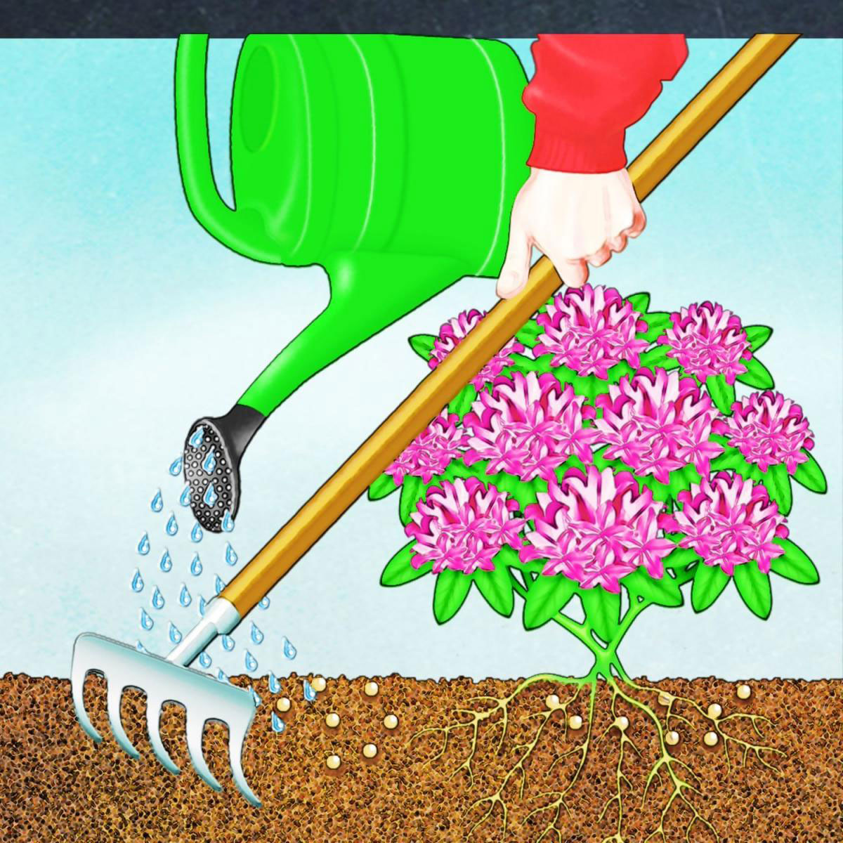 Compo BIO Rhododendron- und Hortensien Langzeit-Dünger mit Schafwolle 2 L Bild 4