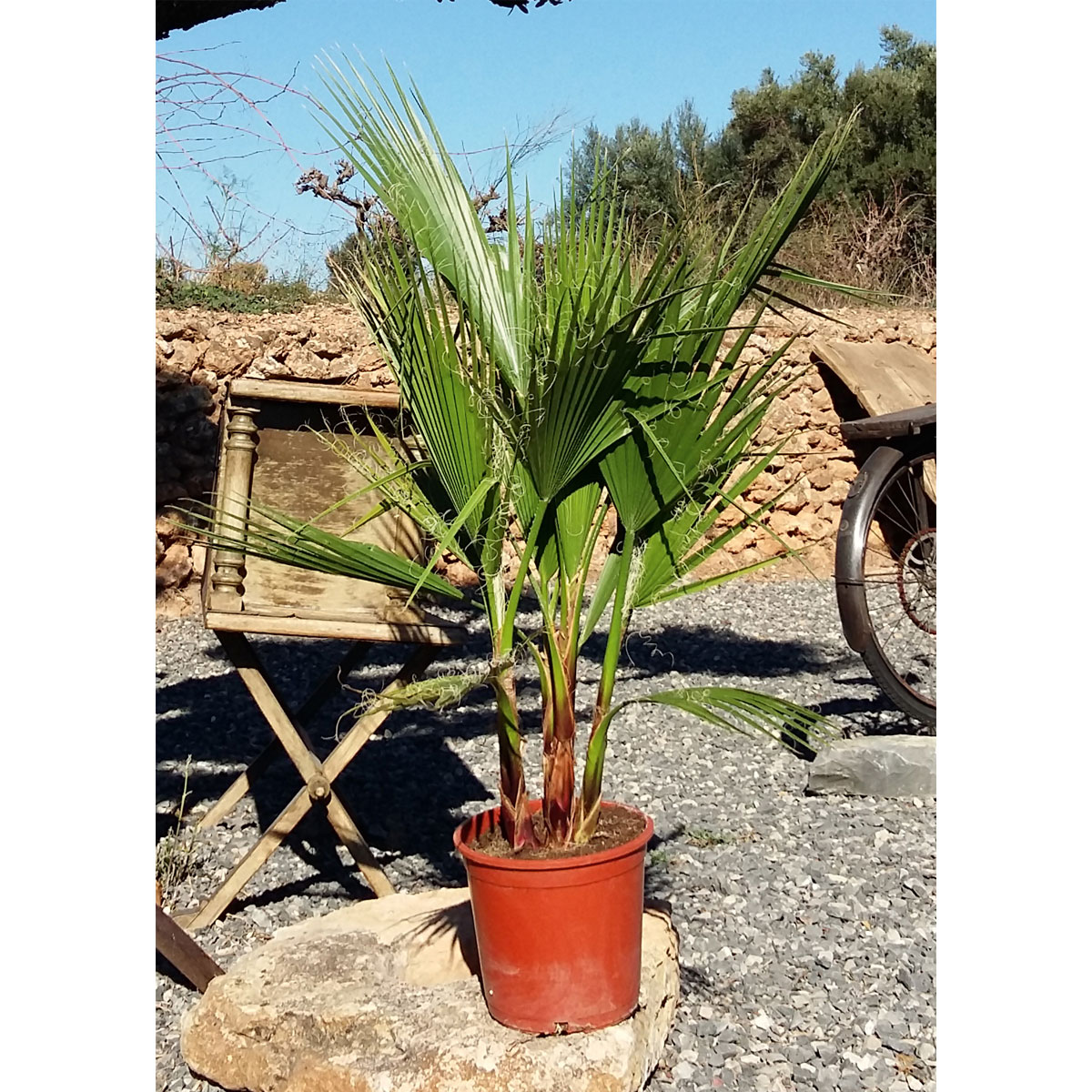 Plantiflor  IMPO Washingtonia Gruppe T20 90 cm