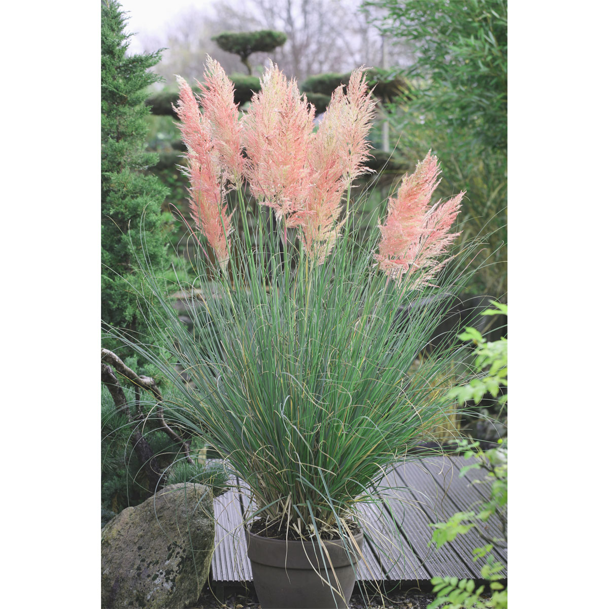 Plantiflor Pampasgras Rosea Topf Durchmesser 17 cm