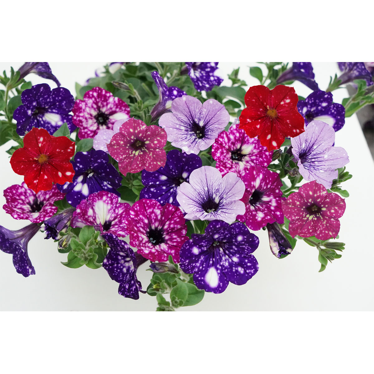 Plantiflor Petunie Sky Family Topf Durchmesser 12 cm Bild 1