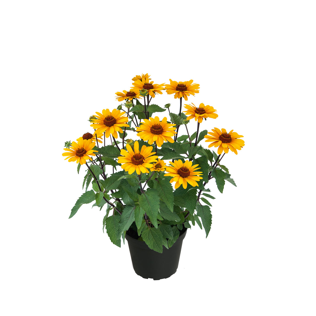 Plantiflor Garten-Sonnenauge C3 Bild 1