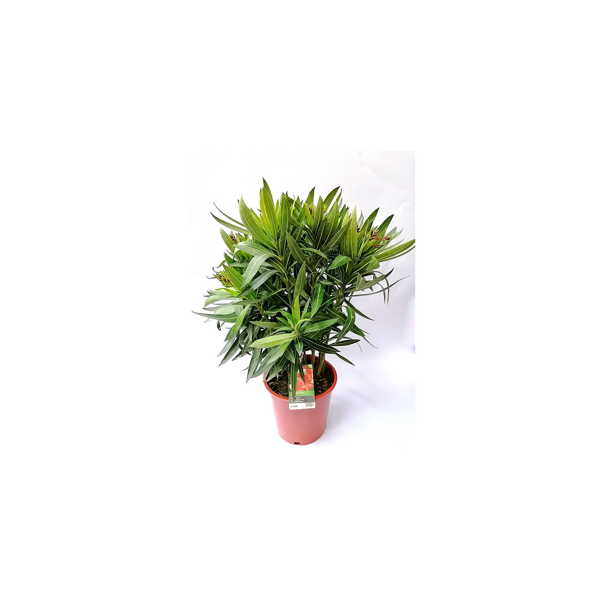 Plantiflor Oleander Busch 60-80 cm T20