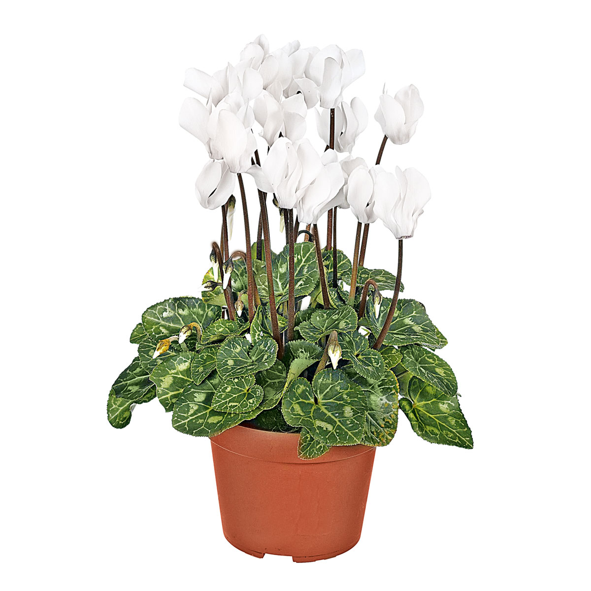 Plantiflor Alpenveilchen Topf Durchmesser 10,5 cm