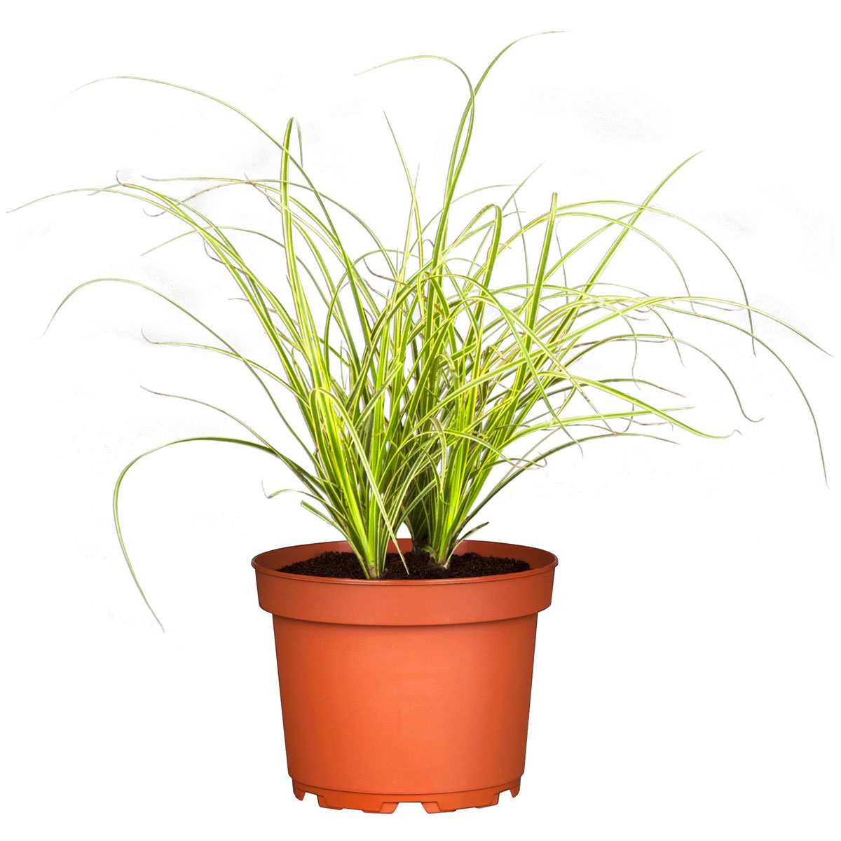 Plantiflor  Ziergräser Durchmesser 17 cm versch Sorten