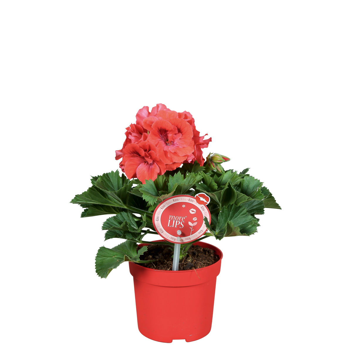 Plantiflor  Edelgeranie Topf- Durchmesser 12 cm