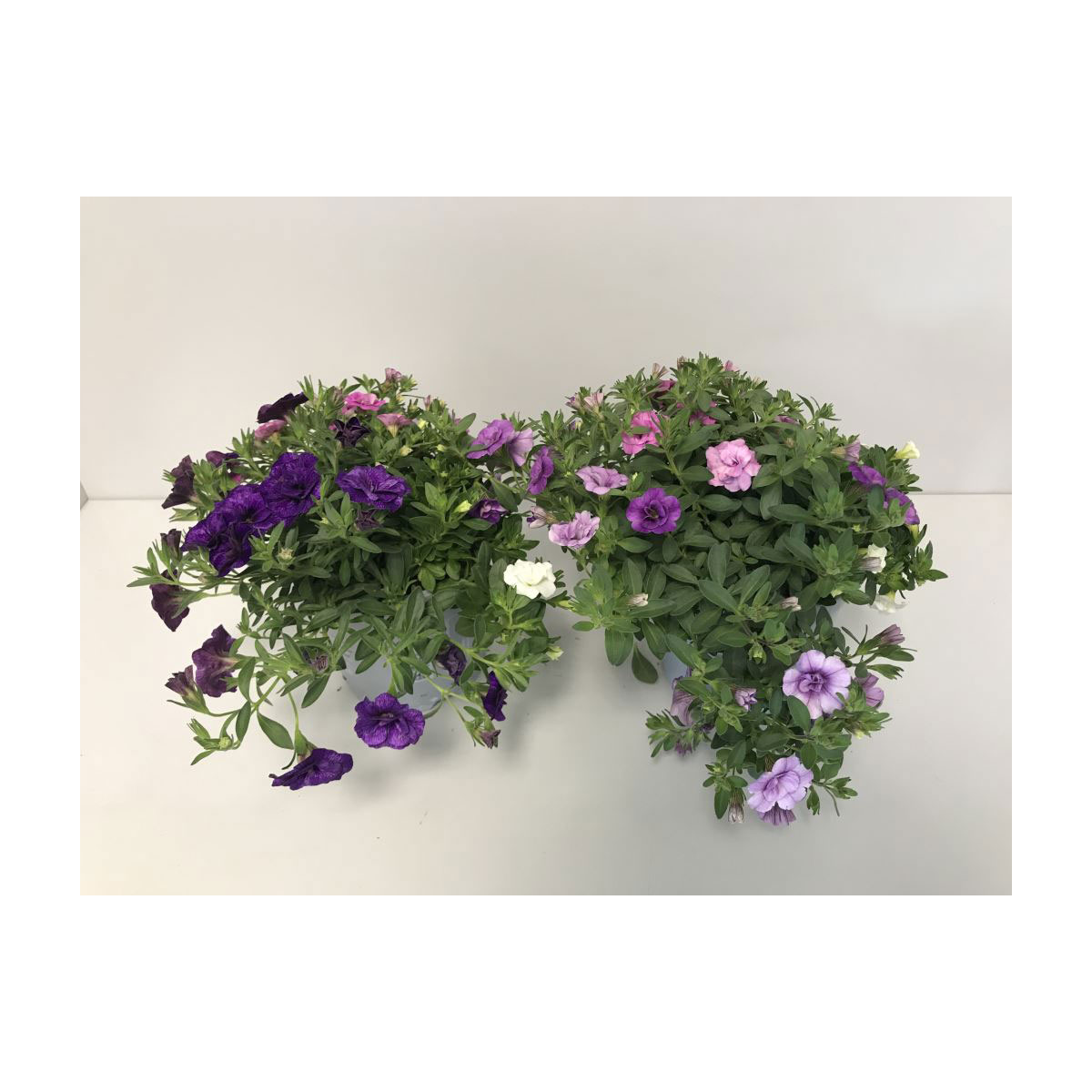 Zauberglöckchen Pink Petticoat dreifarbig T12