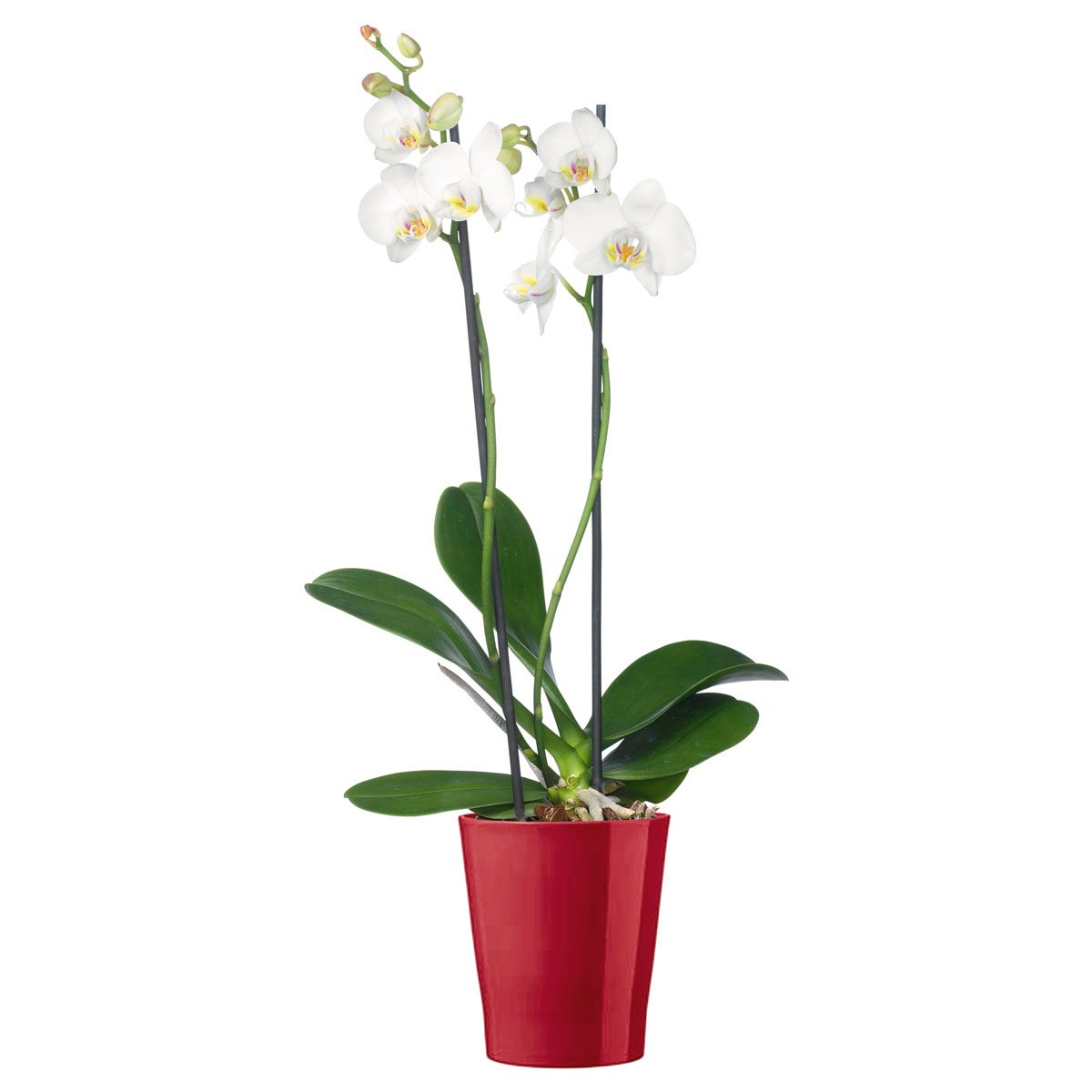 Plantiflor Schmetterlingsorchidee Topf Durchmesser 12 cm