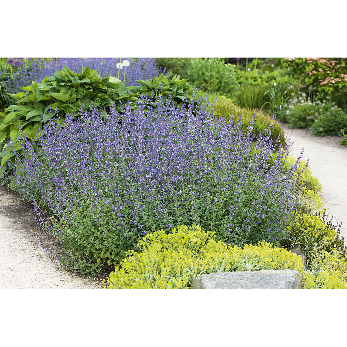 Plantiflor  Katzenminze Topf Durchmesser 13 cm