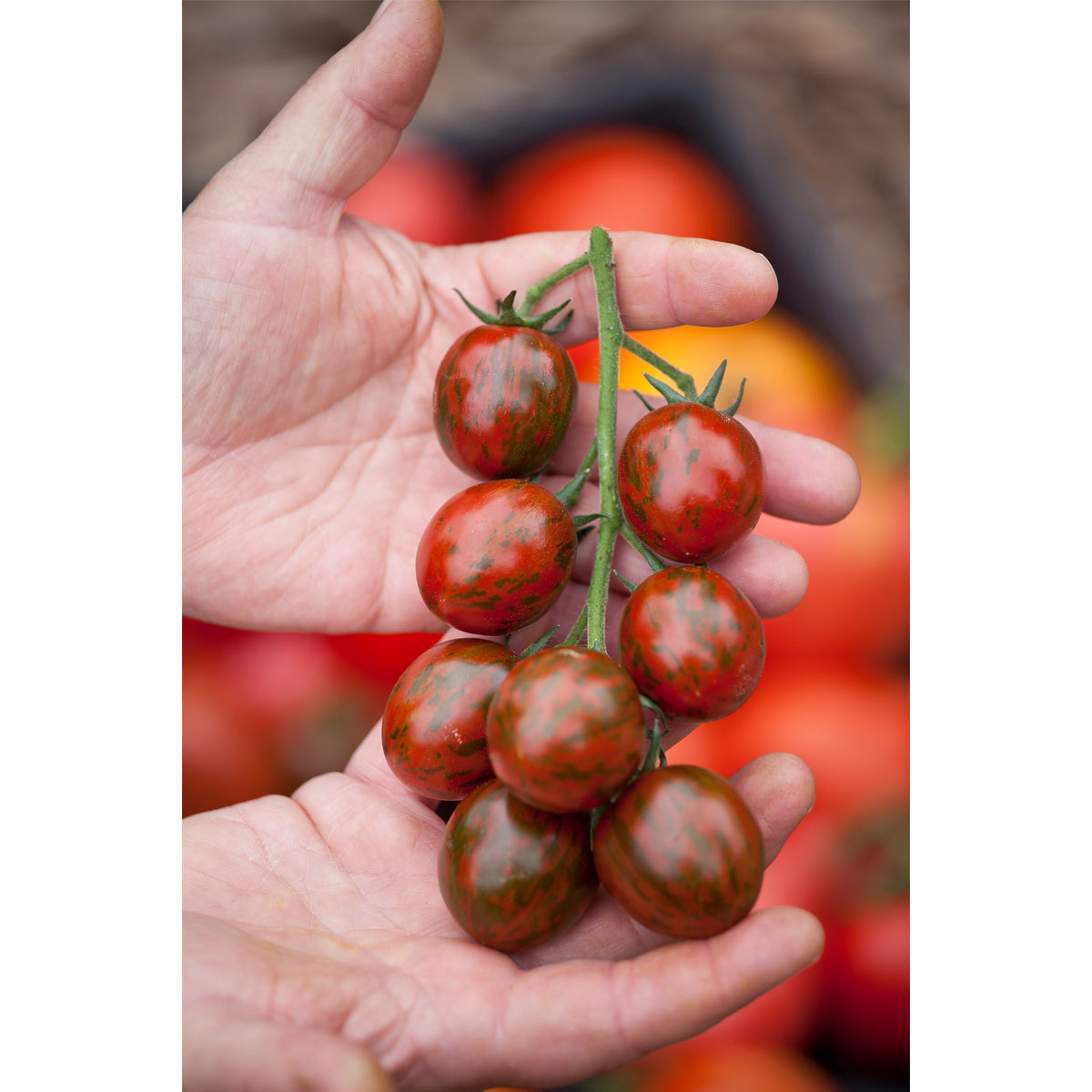 Bio Gourmet Tomaten Venusbrüstchen Topf Durchmesser 11 cm Bild 4