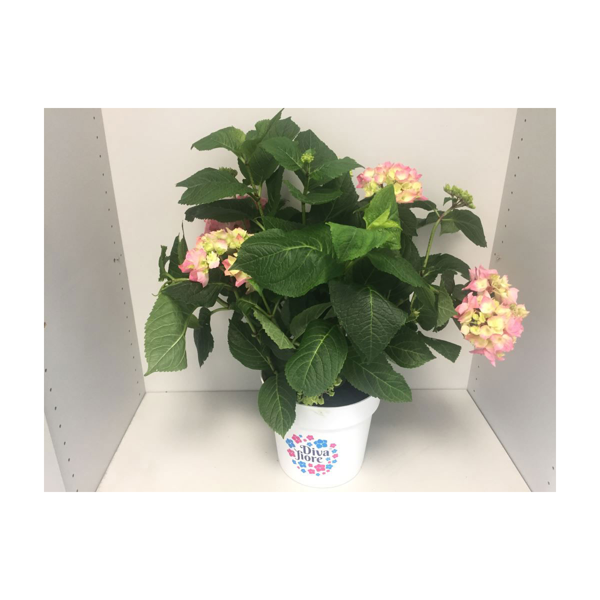 Plantiflor  Ballhortensie Diva Fiore Topf Durchmesser 23 cm Plantiflor  Ballhortensie Diva Fiore Topf Durchmesser 23 cm