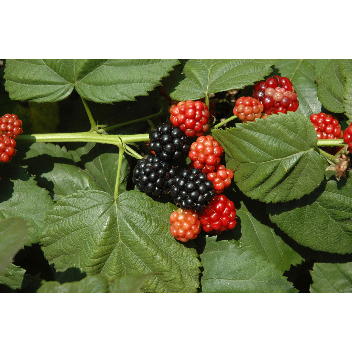 Plantiflor Brombeere Topf Durchmesser 17 cm Bild 1