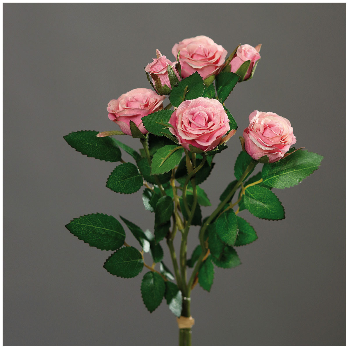 Rosenpick, 33 cm, pink/cream