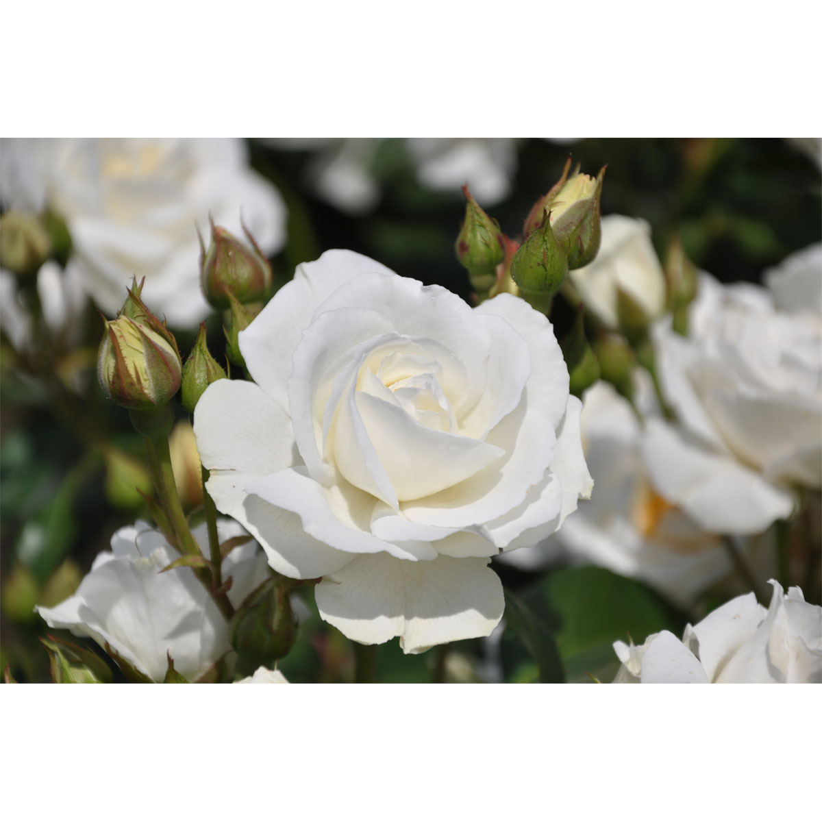 Plantiflor  Beetrose Weiß Topf Durchmesser 19 cm