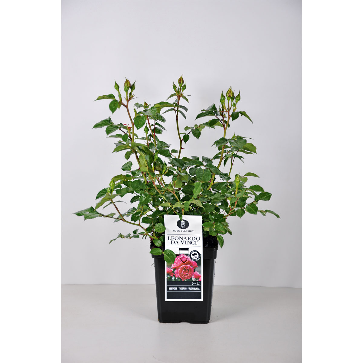 Plantiflor  Beet-Duftrose rot Topf 23 cm Bild 1