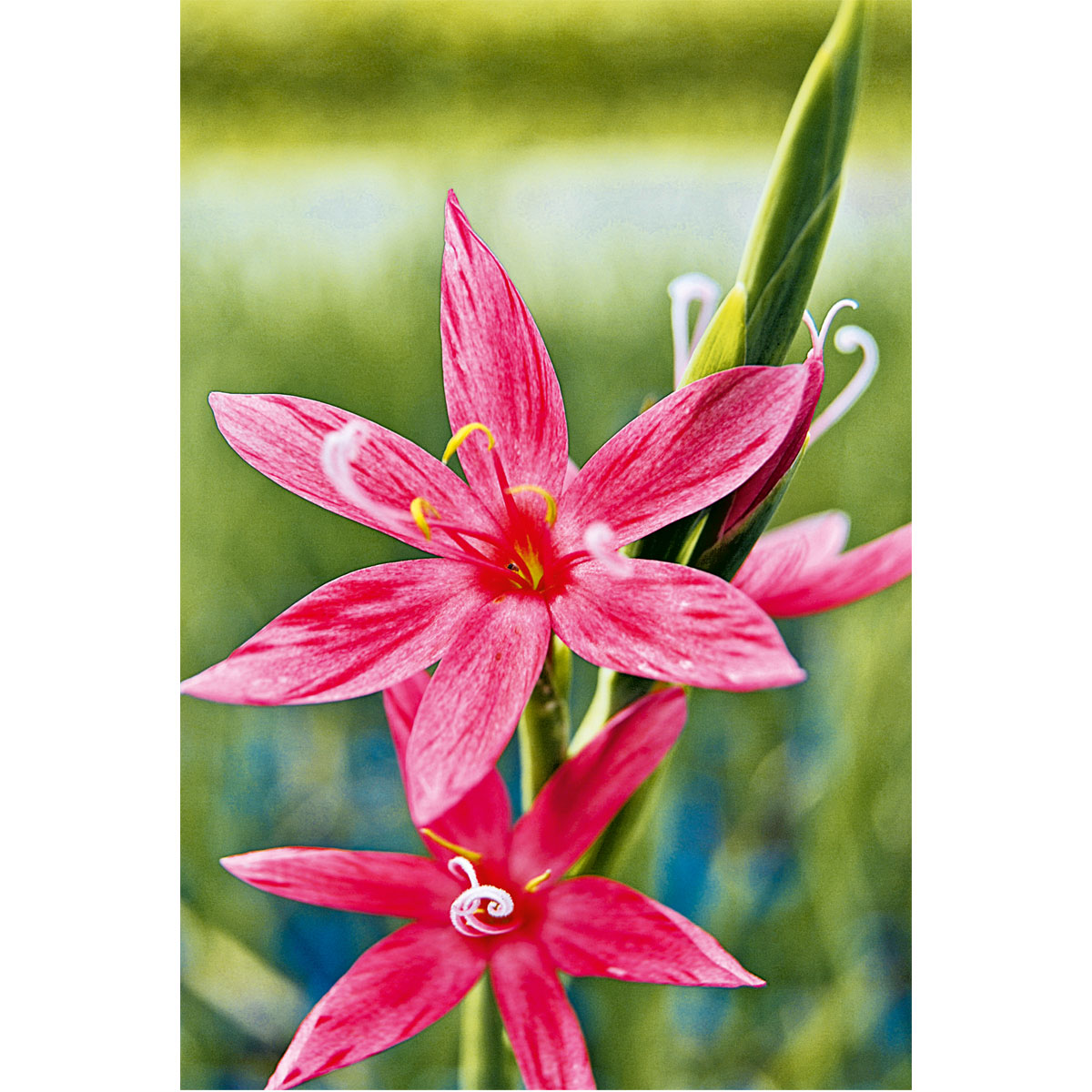 Plantiflor  Roter Sumpfspaltgriffel in Sorten 9 cm