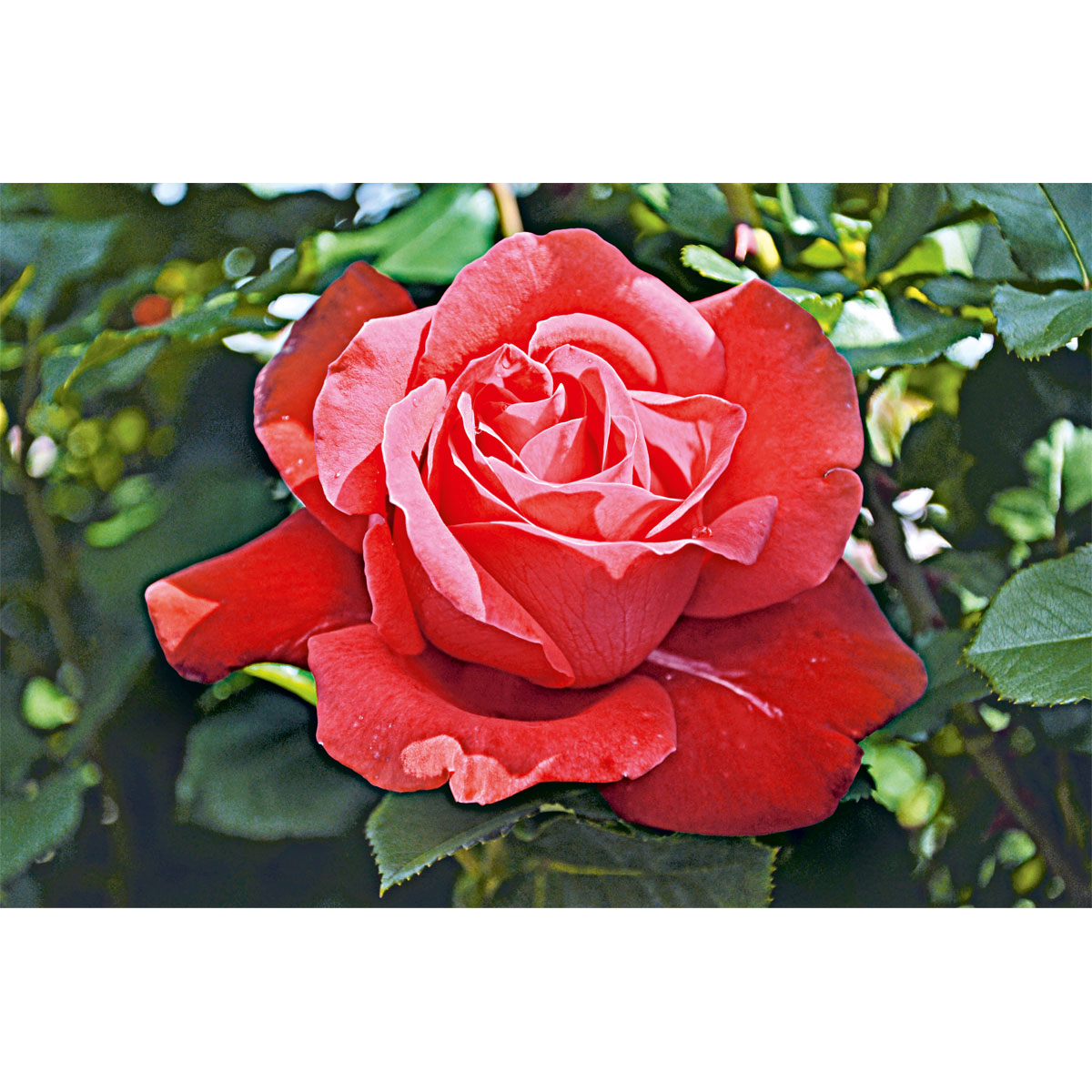 Plantiflor  Edelrose rot Topf- Durchmesser 19 cm Bild 5