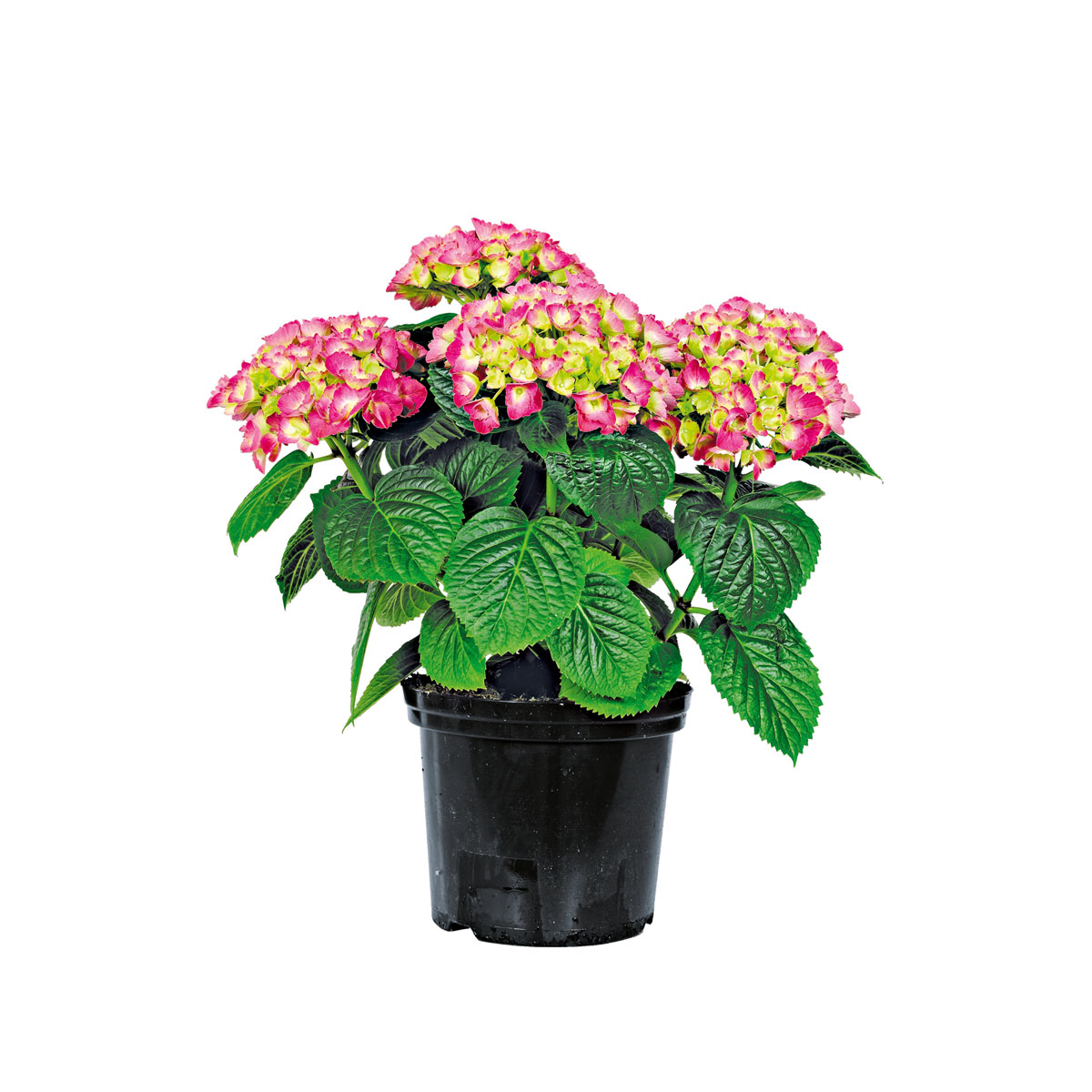 Plantiflor  Bauernhortensien versch Farben Topf Durchmesser 20 cm Bild 1