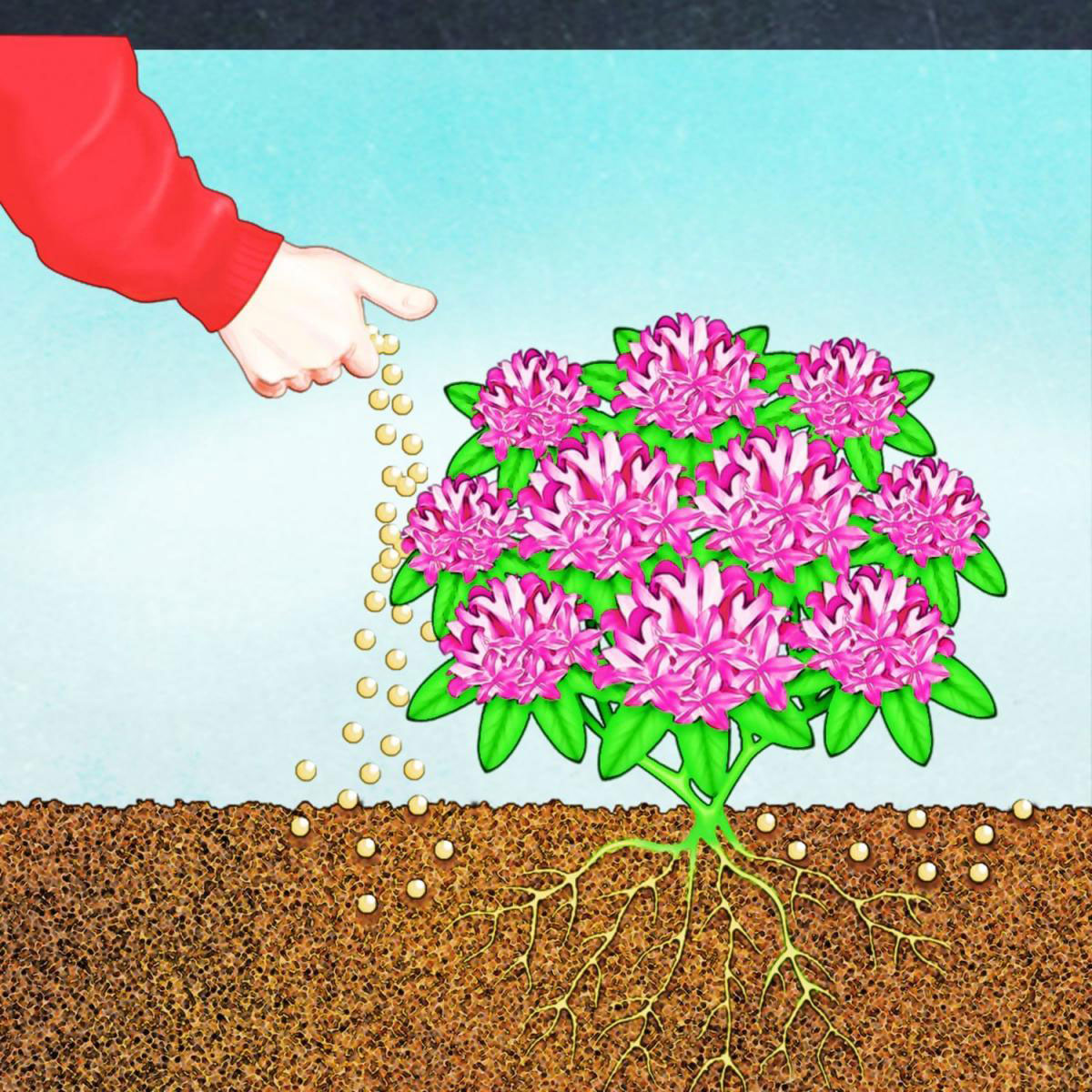 Compo BIO Rhododendron- und Hortensien Langzeit-Dünger mit Schafwolle 2 L Bild 5