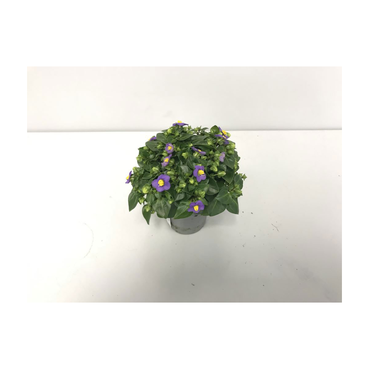 Plantiflor  Blaues Lieschen Mini T6 Plantiflor  Blaues Lieschen Mini T6