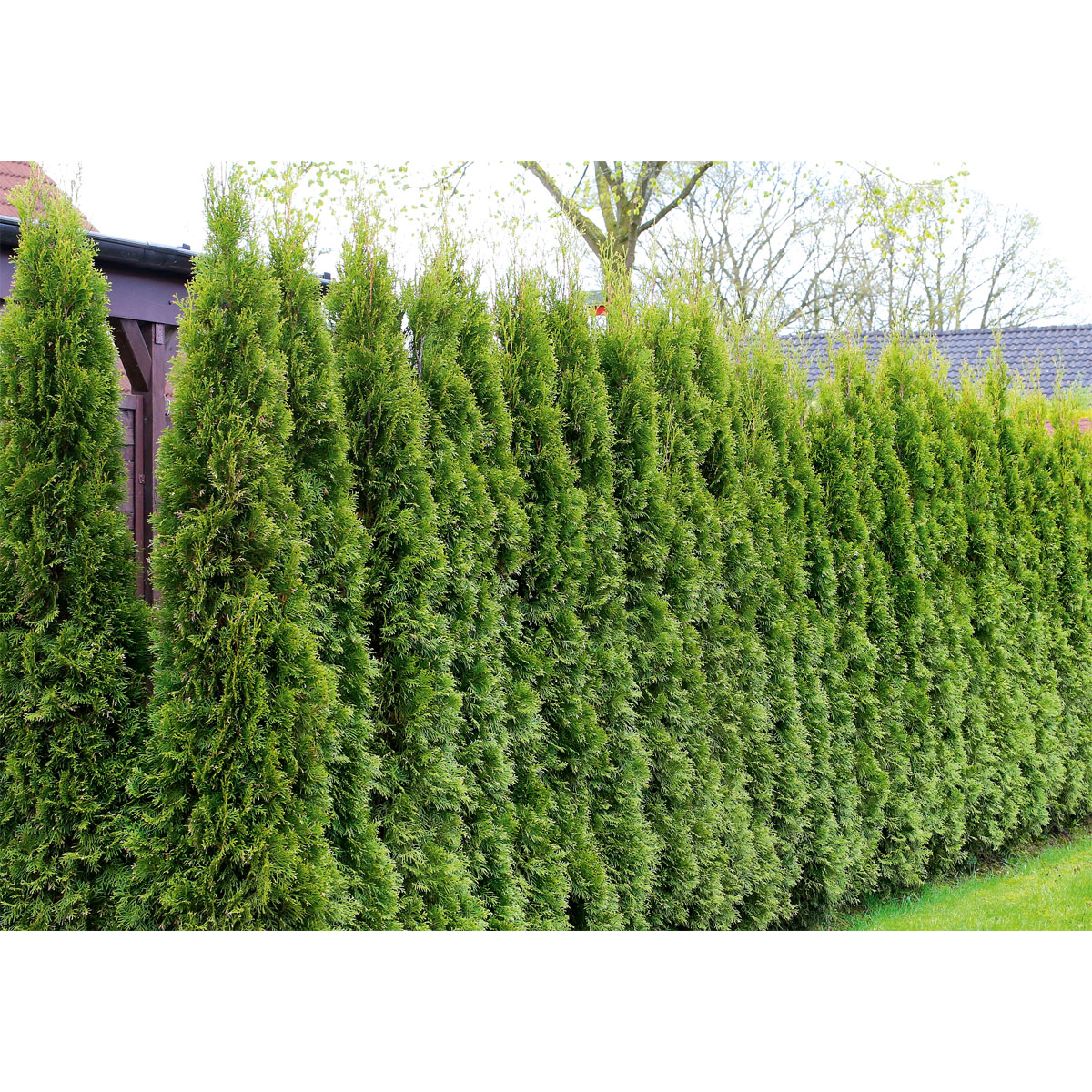 Plantiflor  Lebensbaum Smaragd Topf- Durchmesser ca 23 cm Bild 6