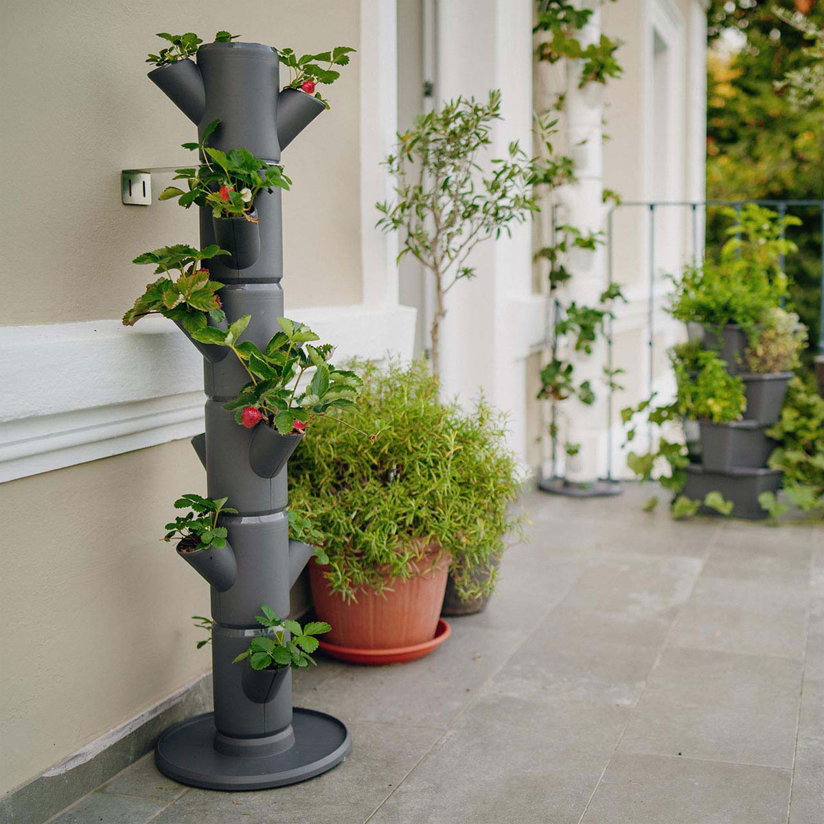 Erdbeerturm Sissi Strawberry Infinity anthr.