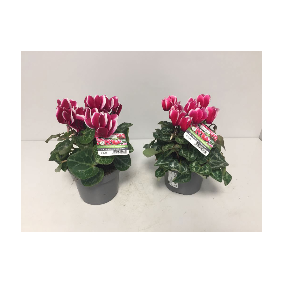 Plantiflor  Alpenveilchen zweifarbige Blüte Durchmesser 11 cm